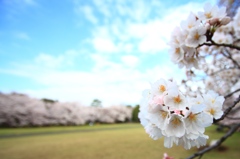 小金井公園の桜