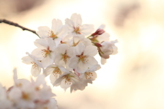 光の中の桜