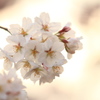 光の中の桜
