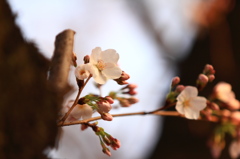 三分咲き桜