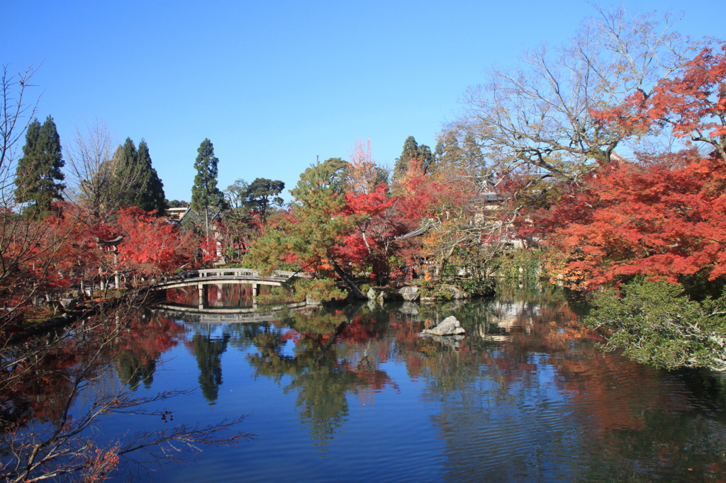 永観堂　紅葉1