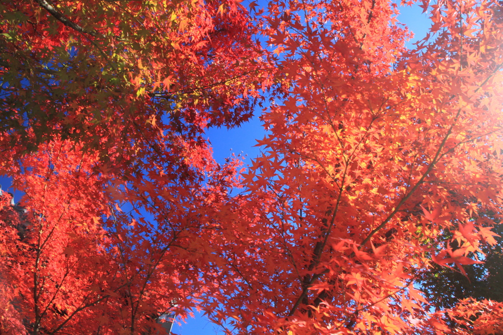 京都　紅葉3