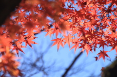 京都　紅葉1