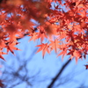 京都　紅葉1