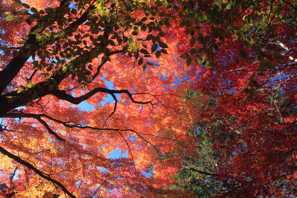 京都　紅葉5