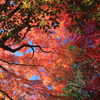 京都　紅葉5