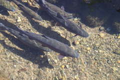 世界遺産　白川郷の魚