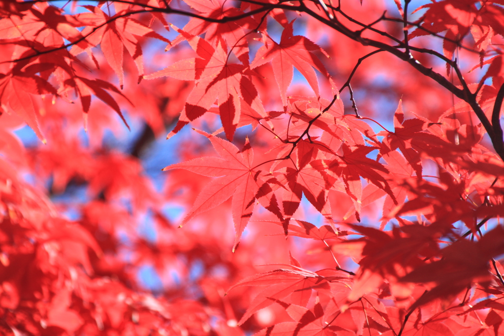 京都　紅葉2