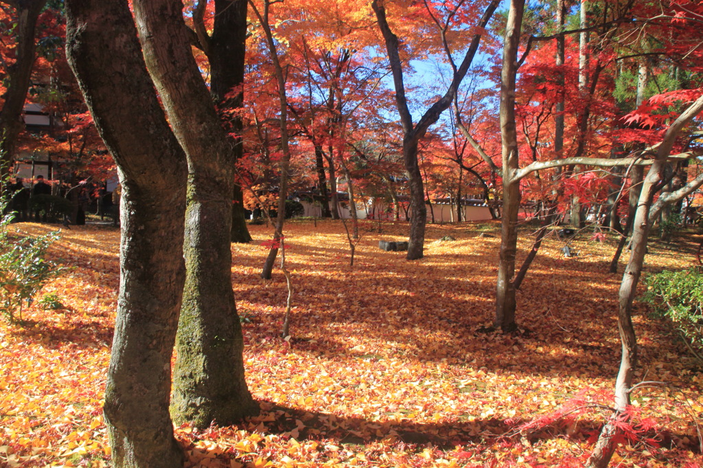 京都　紅葉6