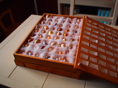 標本