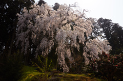 井岡寺の枝垂れ桜