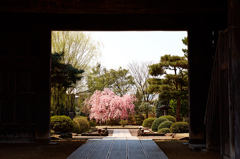 松山文化伝承館の桜