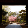 松山文化伝承館の桜