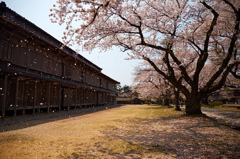 松ケ岡開墾場の桜