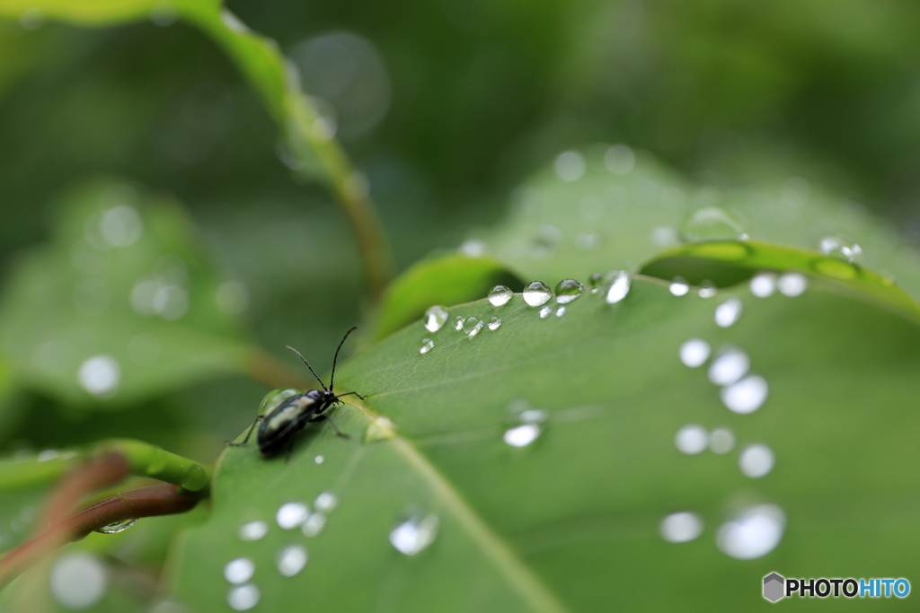 雨あがり
