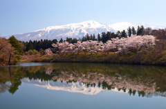 鳥海山と桜