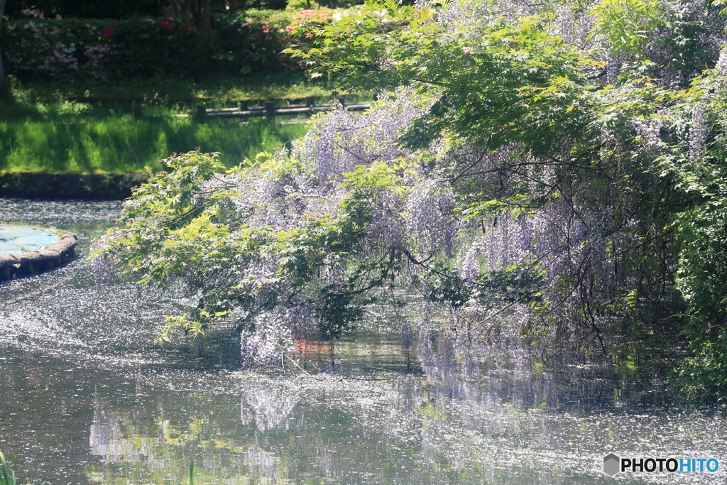 鶴岡公園　滝藤