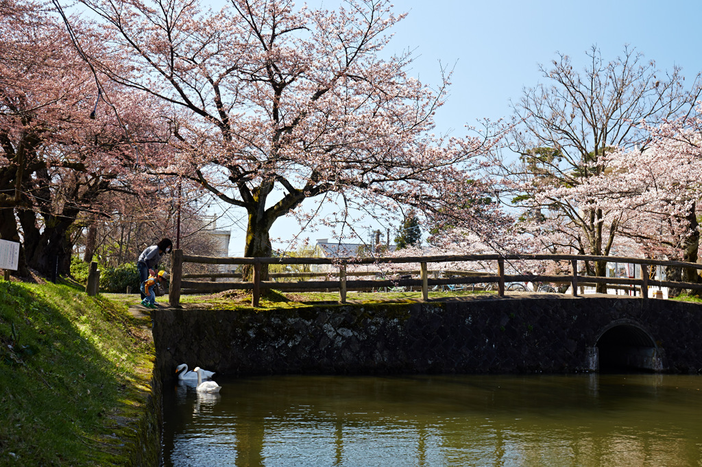 鶴岡公園の桜