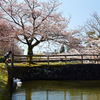 鶴岡公園の桜
