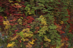 紅葉狩り