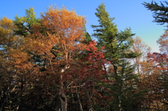紅葉