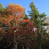 紅葉