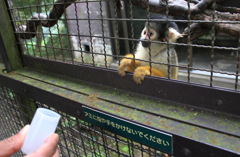 ちょーだい