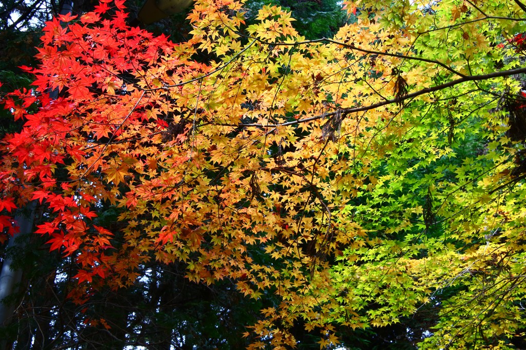 紅葉グラデーション