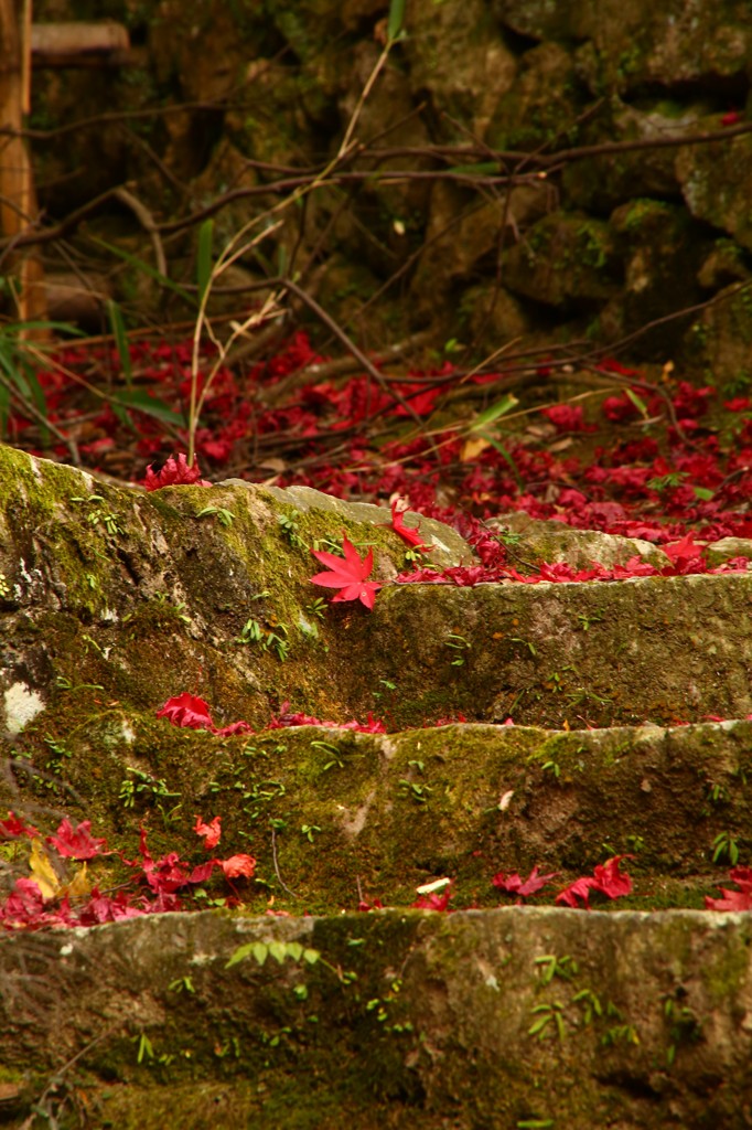 秋の終わりの紅い道