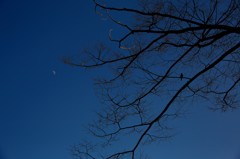 蒼い空、月、枝に鳥