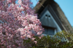 柿右衛門窯の桜