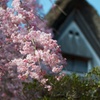 柿右衛門窯の桜