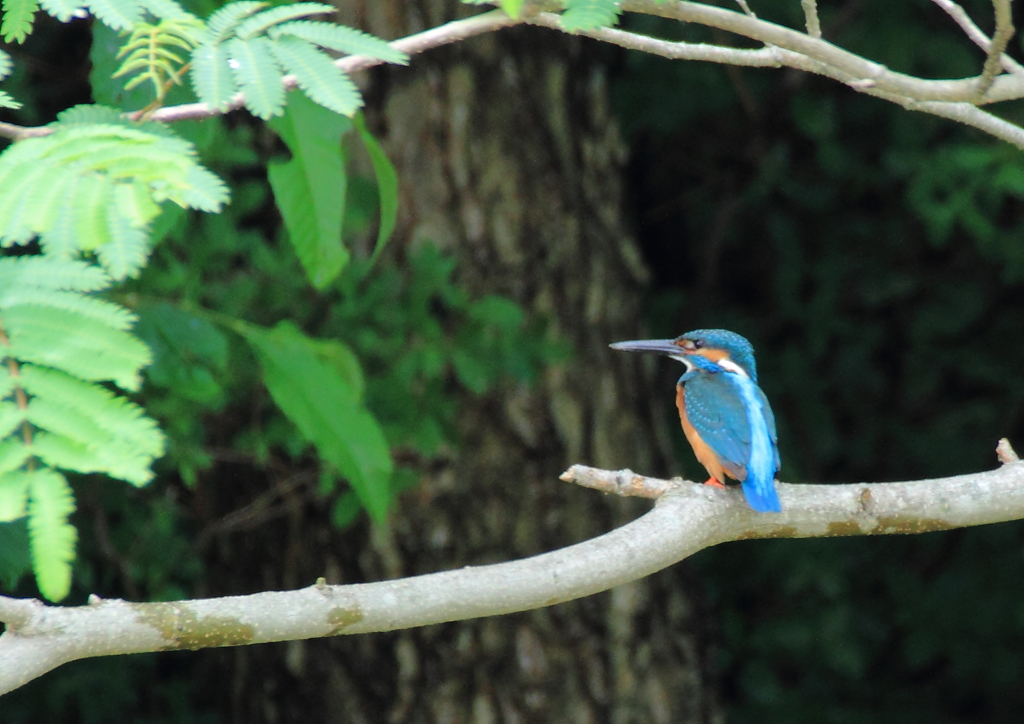 水辺の輝く宝石