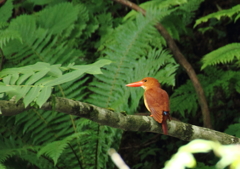 ブナの森に映える紅