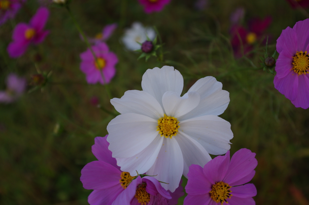 ハートの花びら
