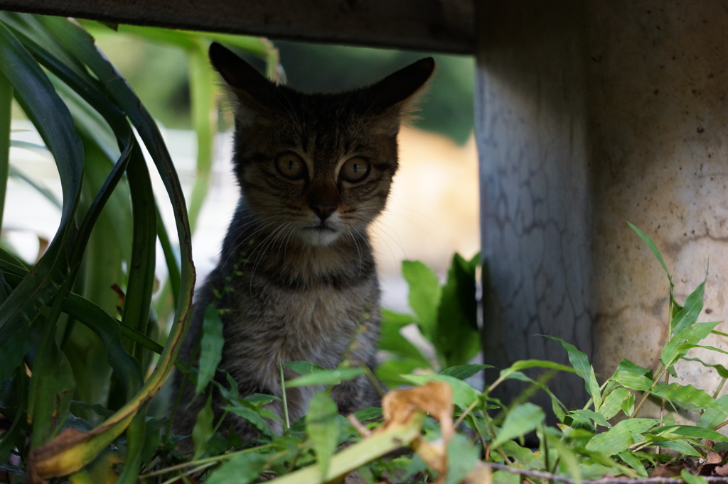 野良猫