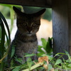 野良猫