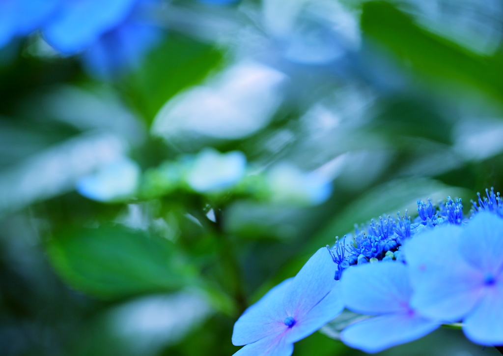 紫陽花　（ブルー）