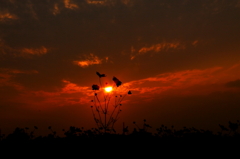 夕焼け空