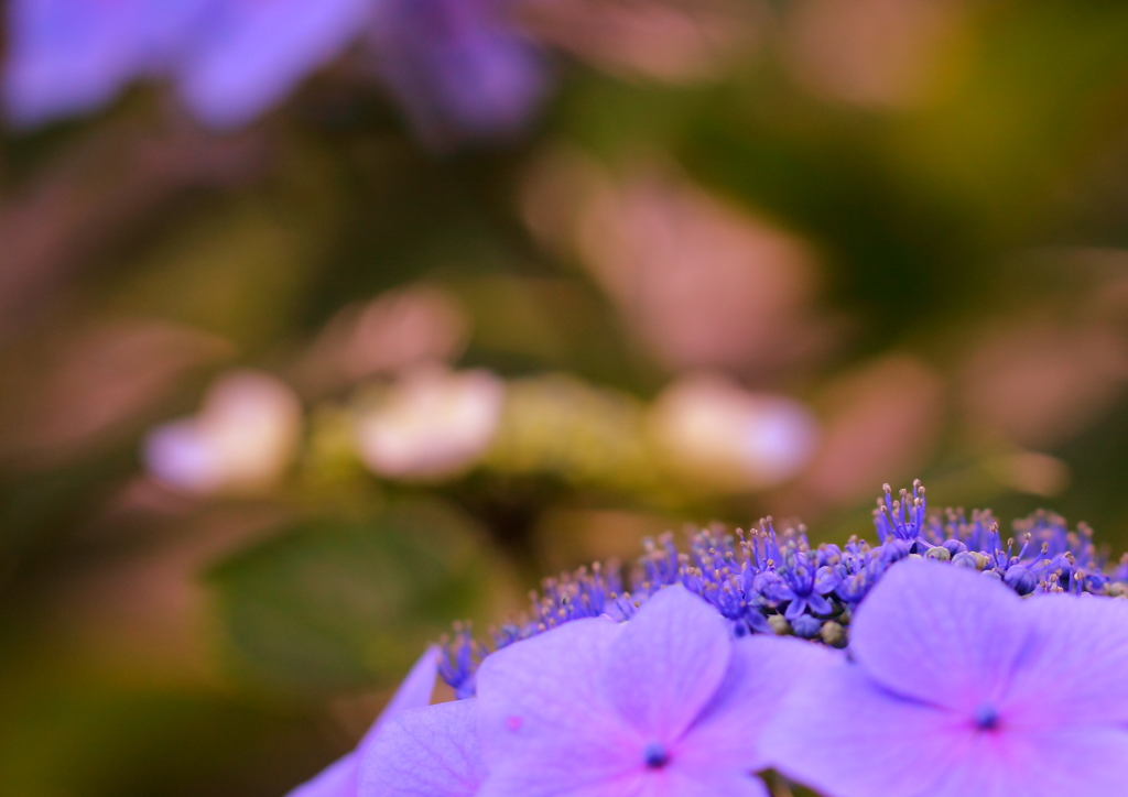 紫陽花　（ピンク）