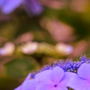 紫陽花　（ピンク）