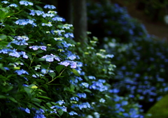 紫陽花