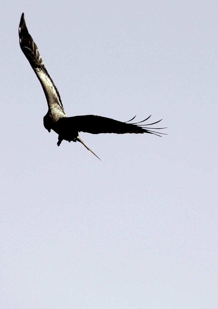 　ｆｌｙ　