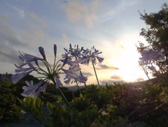 夕光