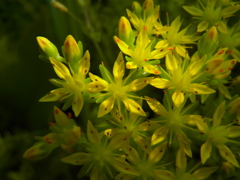 蔓万年草