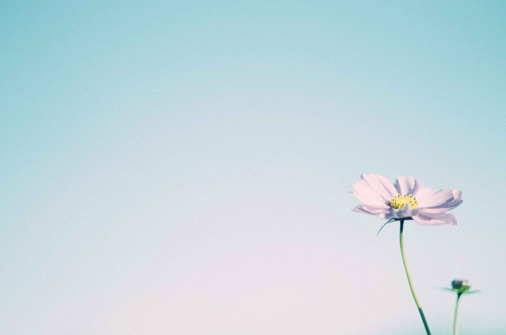 秋空と秋桜。