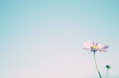 秋空と秋桜。