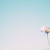 秋空と秋桜。