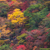 いろは坂の紅葉