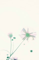 あの日の秋桜